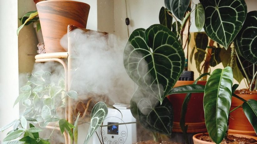 Are humidifiers good for plants?