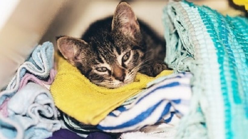 Why Does My Cat Sleep On My Dirty Clothes? It’s All About How We Care