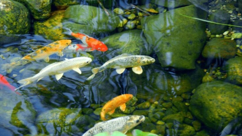 Keeping Koi Ponds Healthy: Strategies to Reduce Disease Risks