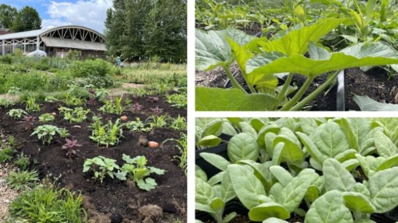 How Native Plantings and Edible Gardens Support Healthier Communities