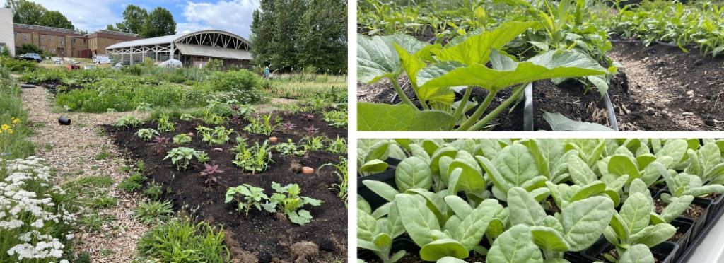 Implementing Native Plantings and Edible Gardens