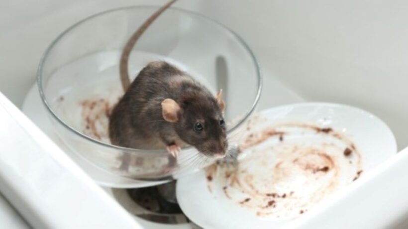Rodent Infestations: Causes, Risks, and Safe Prevention Tips