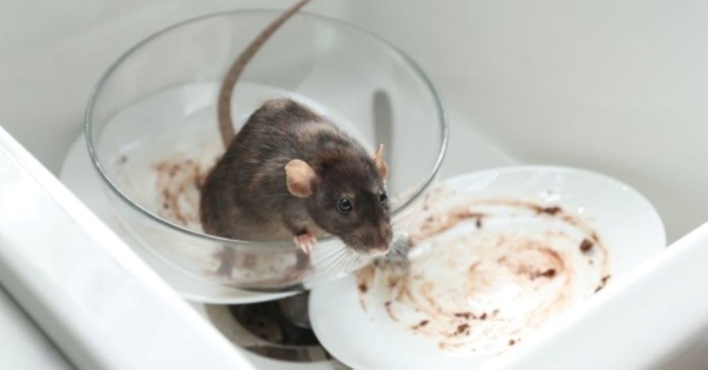 Causes of Rodent Infestations: Health Risks Associated with Rodents